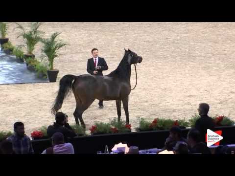 N.50 HD PRESTIGE - Paris 2015 - 4+ year old mares (Class CM3 A)