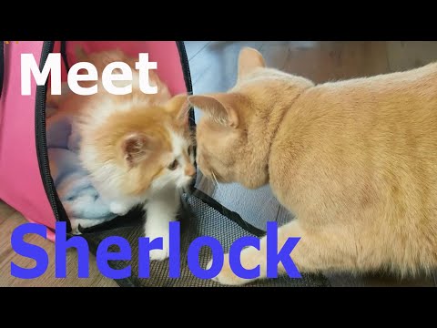 Mishka CAT Meet a New Friend