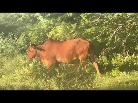 Vaca Sindi Amojada com registro PA: 9.000 Reais em São João do Cariri/ PB.* Whatsapp 84 99810 2784