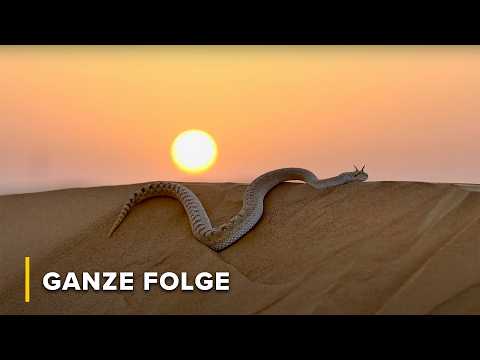 Kaltblütige Könige: Dhub (Dornschwanzagame), Warane & Wüstenreptilien | Arabisches Inferno 102