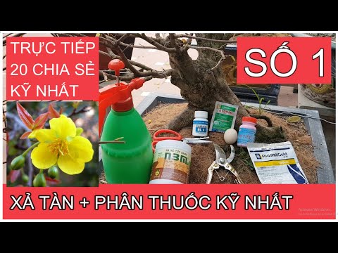 🔴 QBS2120 - Cắt xả tàn mai vàng sau tết, chế độ phân thuốc cho cây với 20 chia sẻ kỹ và chuẩn nhất