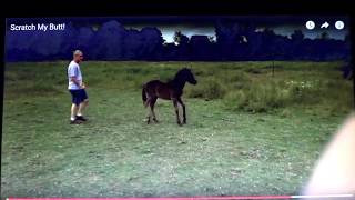 Baby Horse Rears and Kicks Stupid Human - Badly Trained Foals Turns Out To Be Dangerous Horse