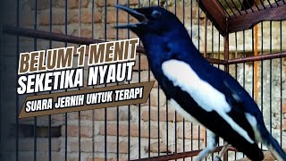 Download lagu suara BURUNG kacer GACOR ngeplong KONSLET Tarung ini Paling Ampuh buat PANCINGAN KACER agar EMOSI mp3 Download lagu suara BURUNG kacer GACOR ngeplong KONSLET Tarung ini Paling Ampuh buat PANCINGAN KACER agar EMOSI mp3