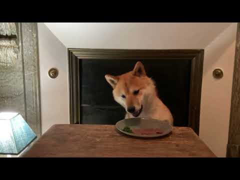 ASRM Dog Shiba #1 🦊 (Will Yashin like his food today? 🐟)