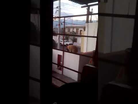 Dos minutos de gatillos