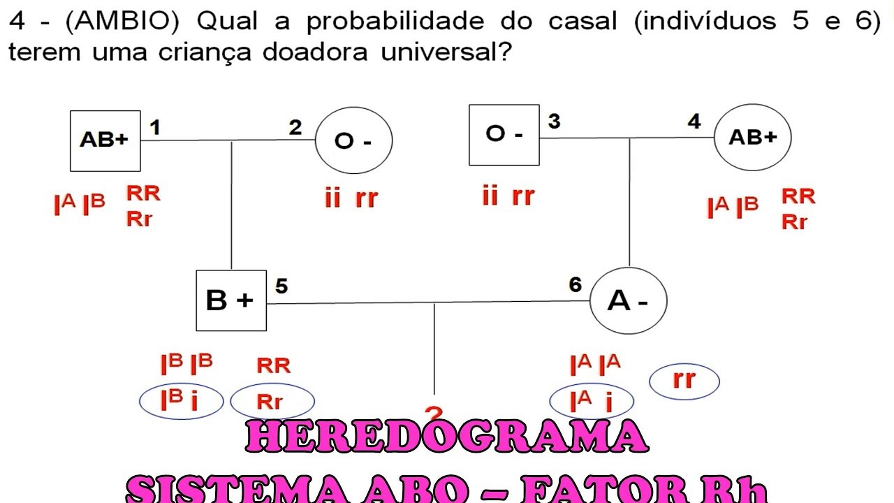 Exercícios Sistema ABO e Fator Rh (sangue)