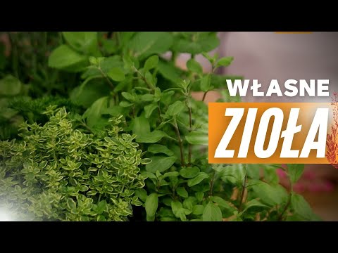 HERBS in the kitchen, or your own herbarium