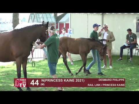 Sprinter Sacré Show 2021 : Lot 44 - N.21 Princess Kaine