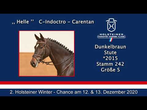 2. Holsteiner Winter-Chance | Nr. 38 Helle Turnierimpression