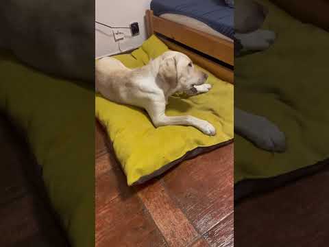 Pomozte Quentymu být mýma očima ❤️