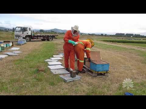 *Tratamiento* en *Polinización* 2018  / Abejas Carnica