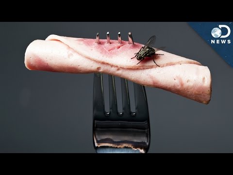 【生活英文】蒼蠅退散！當蒼蠅飛到你的食物上時到底會發生什麼事？ (What Happens When A Fly Lands On Your Food?)