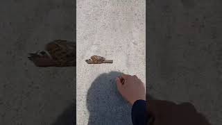 Download lagu 죽은척 하는 참새 던져보니.. mp3