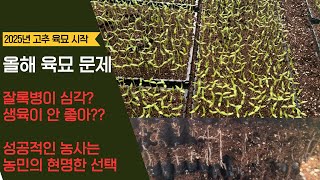 고추 육묘 2주차 생육 보고!! 올해 잘록병이 심하다고??…
