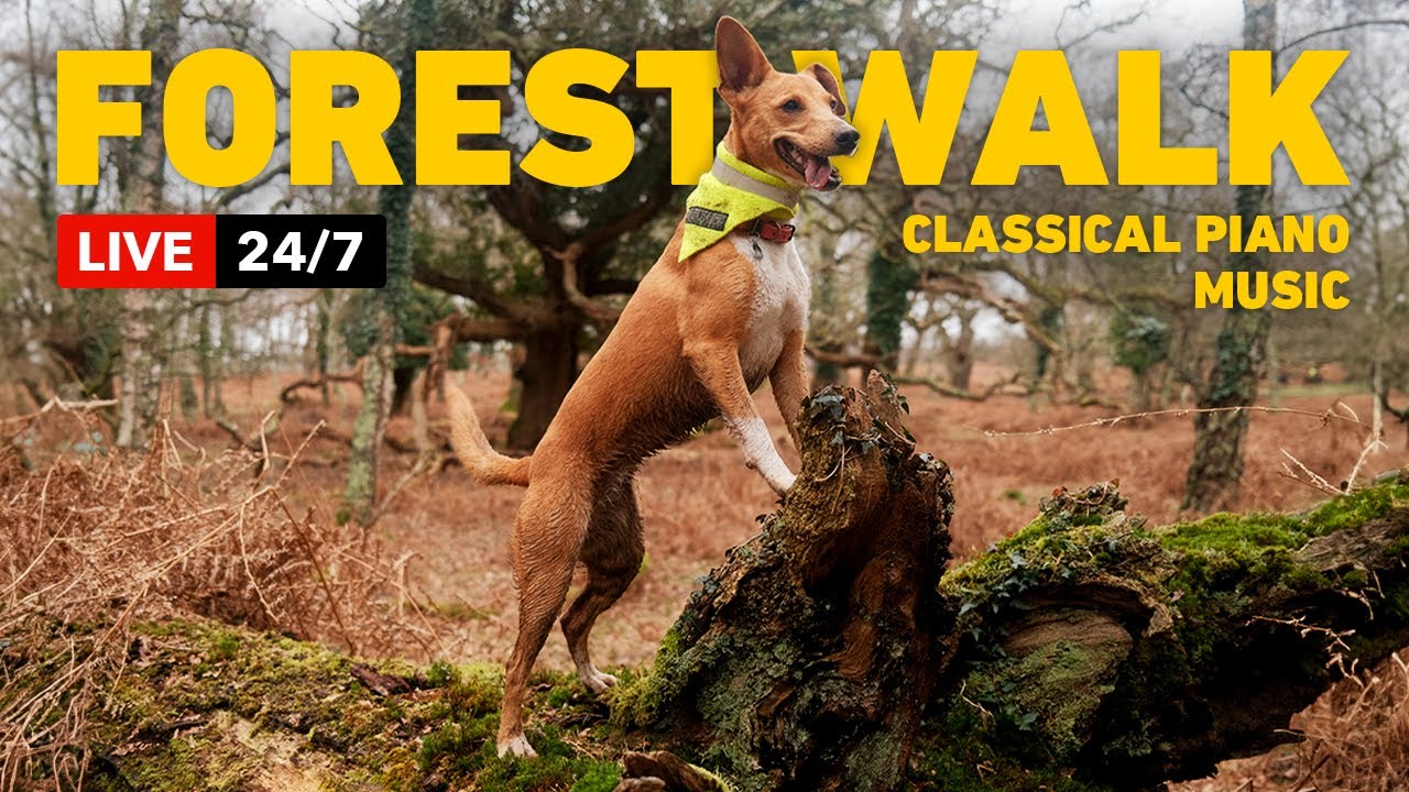 🔴LIVE: Dog TV 24/7🐾Peaceful Morning Dog Walk in Ancient Woodland with Classical Piano Music (4K HDR)