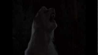 MyTeddii Halloween Special 2012 #8 Werewolf, baby! - Rob Zombie