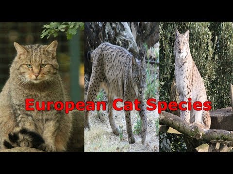 All Cat Species (Europe) - Species List