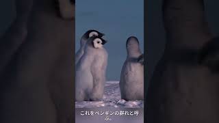 南極の妖精、ペンギンたち🐧 #南極 #癒し動物 #野生動物 #自然