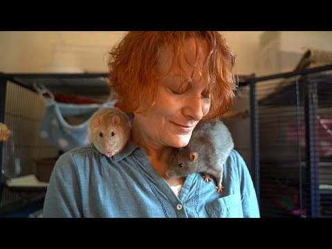 Besser als ihr Image: Die Ratte, das Liebesgeschöpf