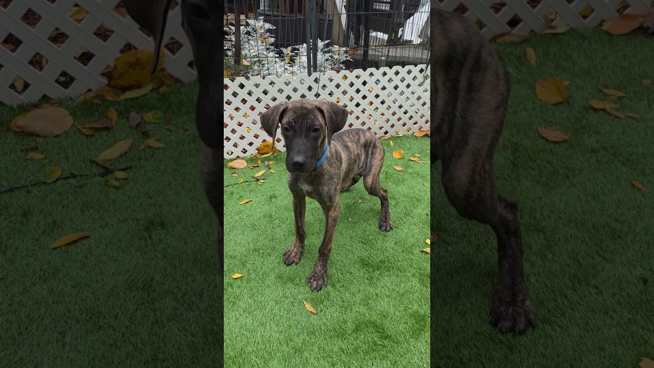 Enlarge Abel, a Adoptable mixed breed in Blairstown, NJ video 2/4
