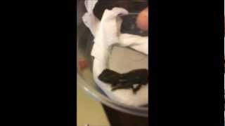 UnBoxing of my baby Veiled Chameleon from FLChams