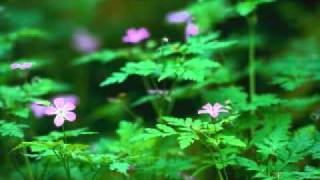 Ghost of an American Airman - 1955&#39;er.wmv