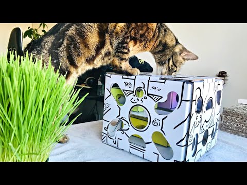 Jericho VS Cat Amazing Sliders ADVANCED treat puzzle toy