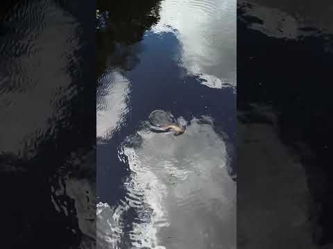 Conoce el jardín exótico del universo, puerto Leguizamo-Putumayo  maravilla en medio de la Amazonia