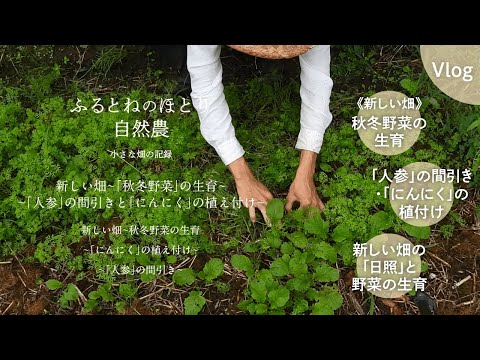 庭から採れた健康な根と塊茎 トピックス