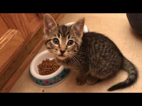 What to Do: Kitten has Diarrhea and Worms