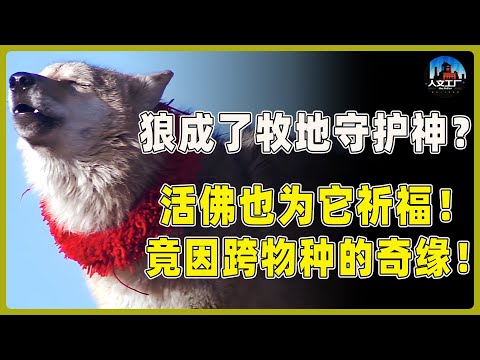 狼成了游牧地区的守护神？就连活佛也为它祈福！竟全因这份跨物种的奇缘！#重返狼群 #李微漪 #马未都#许子东#尹烨#圆桌派 #圆桌派第八季 #格林