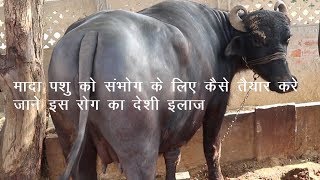 पशु को गर्भधारण कैसे करवाए, जाने इस रोग का देसी इलाज, How to conceive the animal