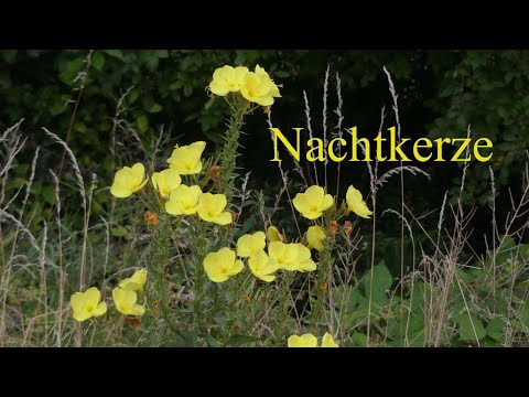 Nachtkerze - Schinkenwurzel, Nachtkerzenöl und essbare Blüten