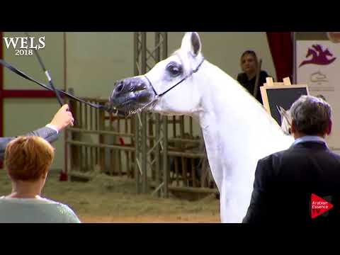 N.77 PSYCHE KREUZA - Wels 2018 - 7-10 Years Old Mares (Class 8)