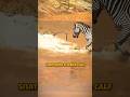 Leopard Vs Zebra A Mother S Brave Fight