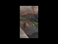 Duck High Hopes