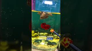 Download lagu There are so many benefits of dried Ketapang leaves for Betta fish!! mp3