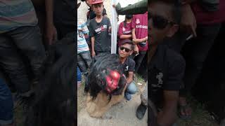 Download lagu PEMAIN BARONG CUTA MUDA | Mr. Butong mp3