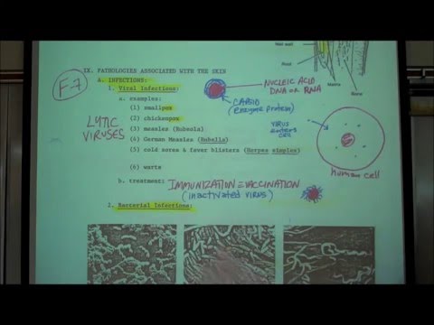 ANATOMY; THE INTEGUMENT; Part 2 by Professor Fink