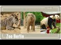 Zoo Berlin - ben sedin Zoo Berlin