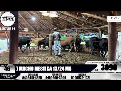 Leilão de gado em Goiatuba Goiás,  29/11/2025 - Mata Preta  Leilões - 14:00 Hs