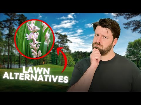 Low mow, high biodiversity lawn alternatives