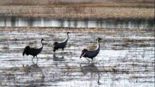 preview picture of video 'Common Crane, Grus grus, Kurki, Heinä-Suvanto nature reserve, Viitasaari'