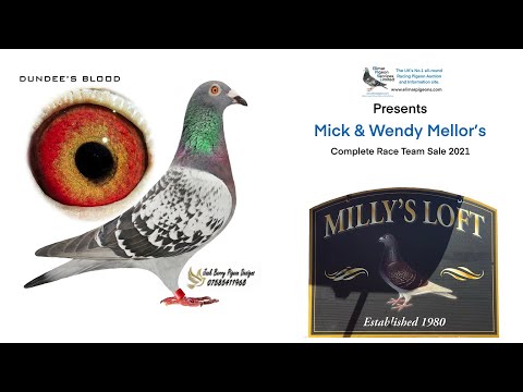 Lot 22 - GB17N063374 - Dundee’s Blood