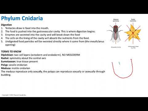Phylum Cnidaria | Animal Diversity | Biology