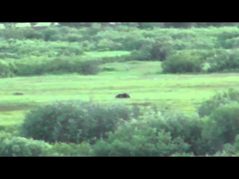 YouTube video about: Can a bear outrun a horse?