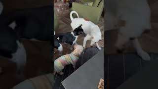 Video preview image #1 Shih Tzu Puppy For Sale in East Derry, NH, USA