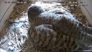 Visit of pigeons to the falcon nest