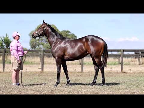 Hanseatic x Bold Arial Filly