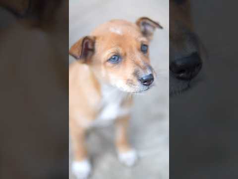 Kya maha bacha payegi apne puppy ko?